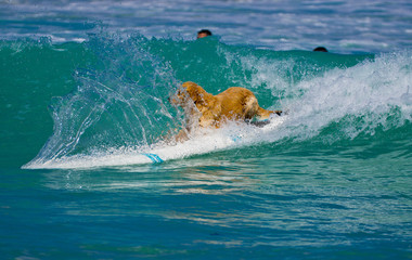 dog is surfing