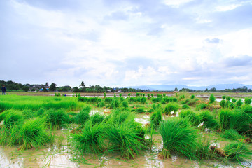 Farmer planting of the rice season, be prepared for planting.