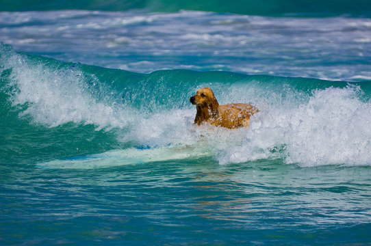 Dog Is Surfing