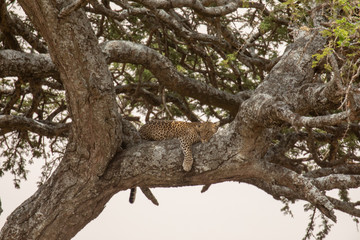 Fototapeta na wymiar Leopard in the tree
