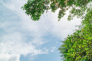 Green foliage background cloudy sky