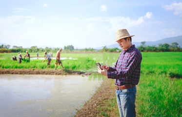 Young handsome farmer in rice field, And hold Smartphone. - 299573591