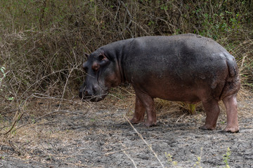 Hippo in Selous Game Reserve, Tanzania