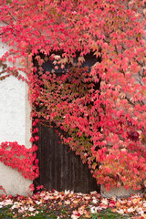 red autumn ivy against old wall