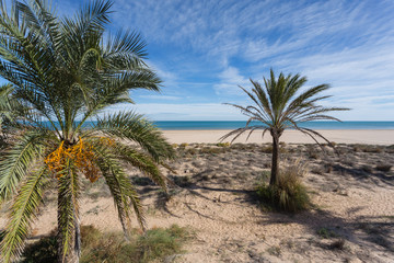 Fototapeta na wymiar Mediterranean sea and palm tree in Gandia beach