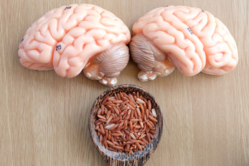 red rice and human brain anatomy 
