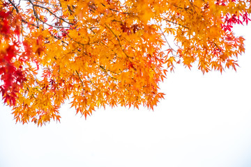 Maple leaves orange and red In summer the leaves change color in Japan isolated on a white background