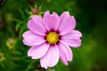 Obraz premium close up view of a lilac purple dahlia flower