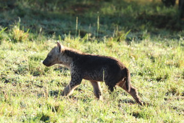 Spotted hyena cub (crocuta crocuta) in the african savannah.