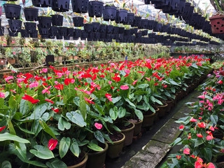 Red Flamingo flowers or Boy flowers