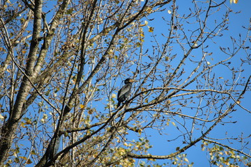 single cormorant against the background of autumnal branches