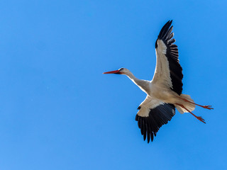 Stork in flight. Boadilla del Monte, Madrid, Spain