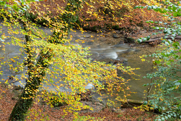 forest stream and autumn colors in the woods
