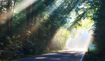 asphalt forest road in a morning foggy misty forest with sun rays. Osnabruck, Germany