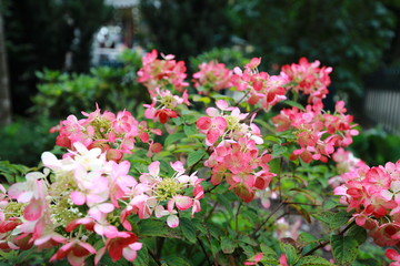 Hydrangeas in Bernardine Gardens, Vilnuis, Lithuania