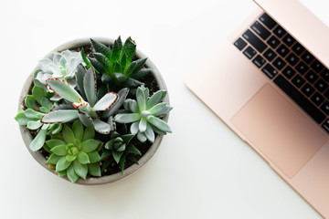 Modern rose gold laptop with succulent on white desk