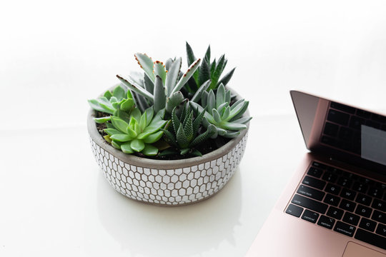 Modern rose gold laptop with succulent on white desk