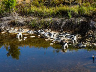 Polluted lagoon in Spain
