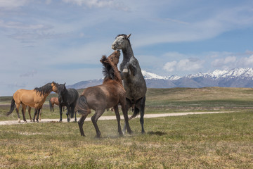 Wild Horse Stallions Fighting in the Utah Desert in Spring