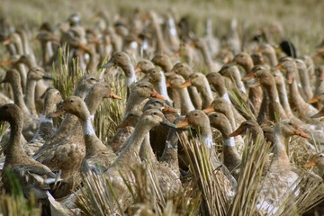 ears of wheat in field