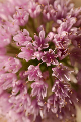 Blurred natural floral pink background. Small pink inflorescences of wild onions. Close-up, Vertical, cropped shot. Concept of natural beauty.