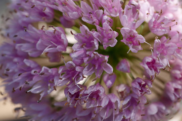 Blurred natural floral pink background. Small pink inflorescences of wild onions. Close-up, horizontal, cropped shot. Concept of natural beauty.