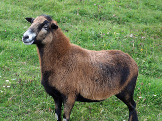 Braunes Schaf steht auf der Wiese 