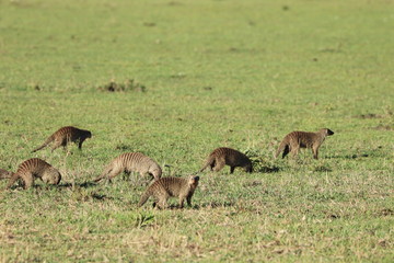 Fototapeta na wymiar Group of banded mongooses in the african savannah.