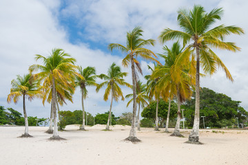 Obraz premium Coconut trees by the Abaete Lagoon, famous landmark of Itapua neighborhood in Salvador, Bahia - Brazil