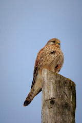 bird of prey