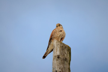 bird of prey