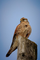 bird