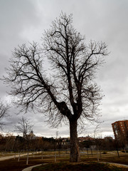 Tree without leaves in the Madrid Rio park with Madrid in the background. Spain