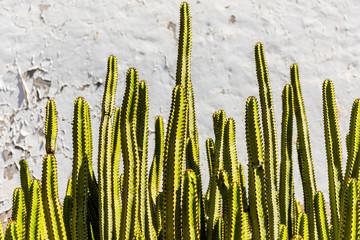 Cacti in the former capital of Betancuria on the spanish island of Fuerteventura 