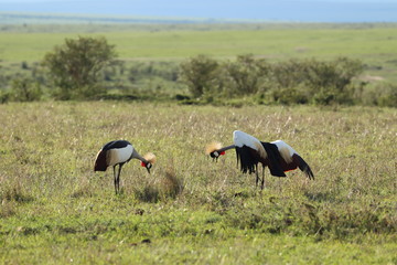 Mating crowned-cranes in the african savannah.