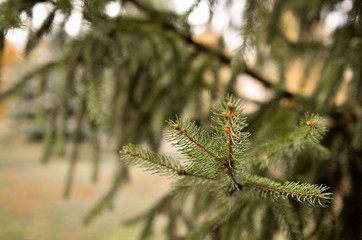 Pine and spruce branches close-up with a blurred background. Photo in warm tint.