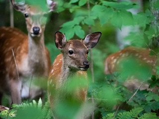 japan hokkaido akan ree