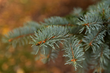 Pine and spruce branches close-up with a blurred background. Photo in warm tint.