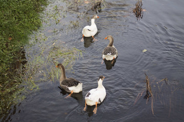 Familia de patos en un río de Galicia