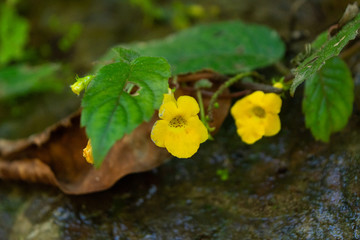 Achimenes flava