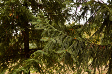 Pine and spruce branches close-up with a blurred background. Photo in warm tint.