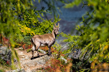 a smiling ibex in the Valais Alps