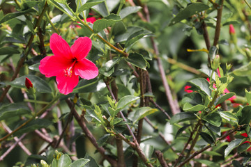 Red Large Hibiscus Flower Fresh in Garden Park Close Up Left Aligned for Greetings Wallpaper Love Festival Culture