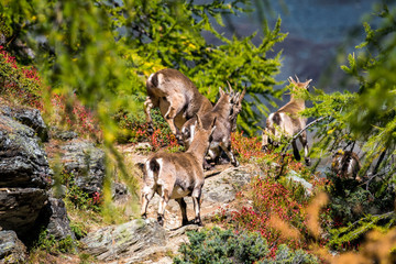 Obraz premium family of alpine ibex on hiking trail in larch forest