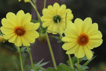 Yellow Fresh Sunflower Blooming in The Garden Close Up