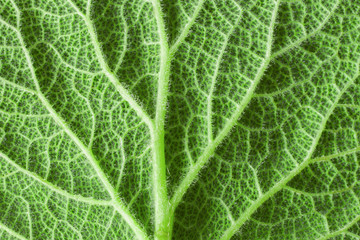 green leaf texture (fill pattern). abstract background. green leaf macro.