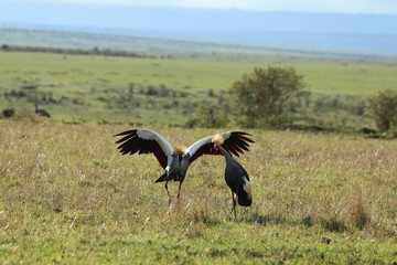 Mating crowned-cranes in the african savannah.