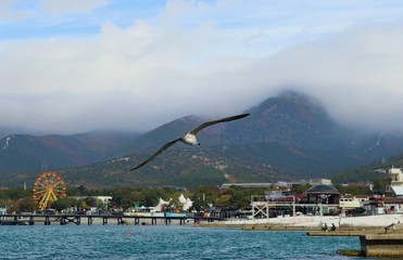 landscape of a sea gull on a background of the sea