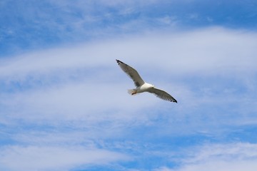 Fototapeta na wymiar Sea gull on a background of blue sky