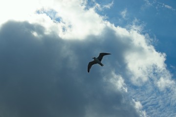 Seagull on a background of black clouds